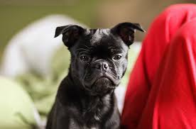 Maybe you would like to learn more about one of these? Frug Dog Breed Health Temperament Training Feeding And Puppies Petguide