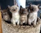 Tonkinese Kitten List and Breeders - TONKINESE BREED CLUB