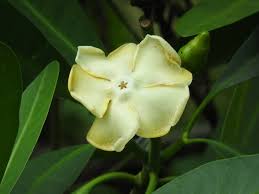 Image result for Voacanga thouarsii