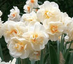 Narcissus Sir Winston Churchill White Flower Farm Paskliljor Blommor Tradgard