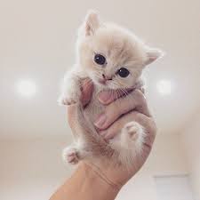 He Is Gorgeous Notification On Kittens Of World And Follow Us To Be Featured Fro Sevimli Kedi Yavrulari Yavru Kediler Sevimli Kediler