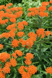 Image result for Asclepias