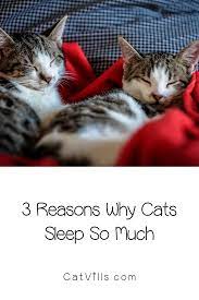 Catnapping 3 Reasons Why Your Cat Spends More Than Half The Day Asleep Cat Sleeping Cats First Time Cat Owner