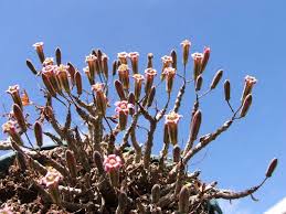 Image result for Stemodiopsis rivae