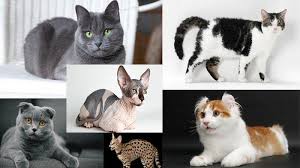 Kucing hutan adalah hewan dari golongan kucing (suku felidae) yang hidup di habitat hutan liar. Kenali 9 Jenis Kucing Dengan Harga Mahal Ada Yang Capai Rp 1 7 Miliar Tertarik Untuk Memilikinya Halaman All Tribun Medan