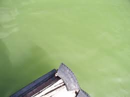 Blaualgen sind im eigentlichen sinne gar keine algen, sondern sogenannte cyanobakterien. Blaualgen Cyanobakterien