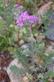 Image result for Toddalia crenulata