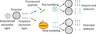 Principles Of Using Fluorescence Anisotropy To Measure Protein Ligand Download Scientific Diagram