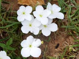 Image result for Cycnium