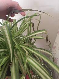 Use an insecticidal soap, especially if they are being brought inside for the winter. Help I Put My Spider Plant Outside In The Sunshine And He S Looked A Bit Droopy Since I Ve Now Noticed All These Brown Limp Leaves Is Toby The Ii Dead He Had