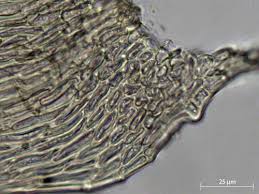 Image result for Monothecium