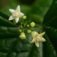 Image result for Zehneria scabra