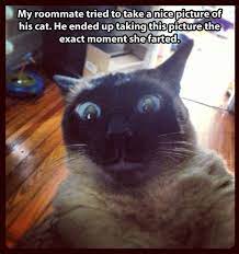 Trying To Take A Nice Picture Of Your Cat Funny Animal Pictures Cats Funny Animals