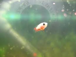 Baby Betta Fish Bing Images Baby Betta Fish Betta Fish Betta