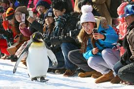 The zoo walks the penguins. Obese Penguins Taken On Walk At Asahiyama Zoo In Japan Daily Mail Online
