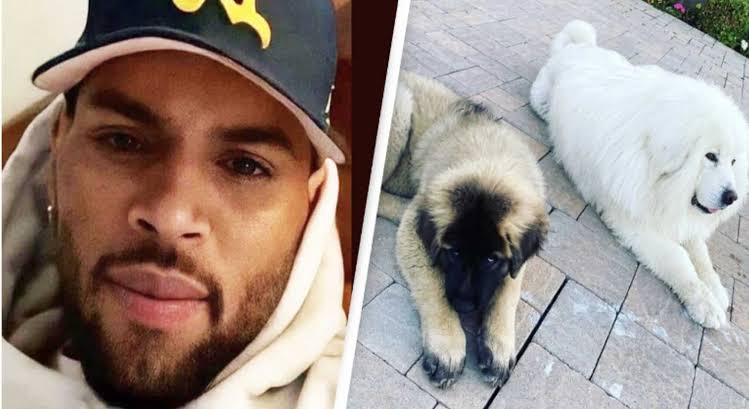 The Source |Chris Brown's Former Housekeeper Awarded $13M In Dog Attack  Lawsuit