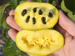 L Asiminier Un Arbre Fruitier Rare Et Prometteur Arbre Fruitier Fruitier Jardin Comestible