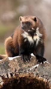 Wolverine Wolverine Animal Animals Beautiful Nature Animals