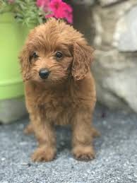 $100 goldendoodle puppy discount for anyone who was referred by another doodle family who adopted a. Available Mini Goldendoodle Puppies Near Me Review At Puppies Www Addlab Aalto Fi