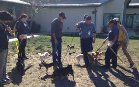 We play all over the metro in public and private dog parks, luxury apartment parks and select veterinarian locations. Dog Playgroups At The Shelters Bound Angels