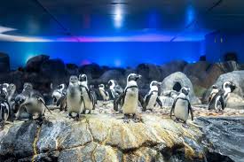 Explore these best attractions, sightseeing spots, fun activities, and other handpicked places to visit in langkawi island on this weekend. 15 Top Tourist Attractions In Langkawi Malaysia With Map Photos Touropia