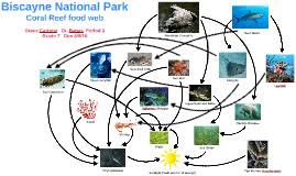Depending on the type of coral you are keeping, you may find that. Coral Reef Food Web By Grace Carreno