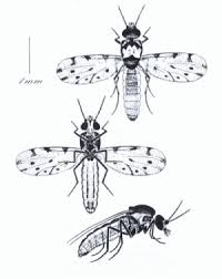 Black And White Biting Insect Uk Pin De Robert Wood Em Parasites Parasitologia