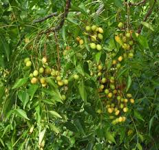 Image result for Melia azedarach