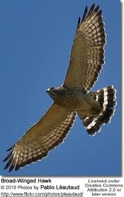 Hawks New York Birds Of Prey Pictures Broad Winged Hawks Birds Of Prey Bird Life List Backyard Birds