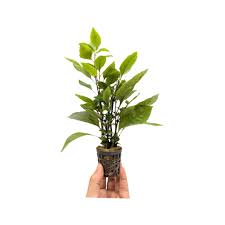 Image result for Hygrophila