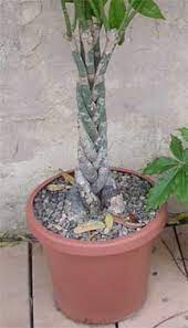 Be sure the pot it is planted in has drainage holes as well. Money Tree Plant Care Tips On Potting Soil Growing Pachira Aquatica