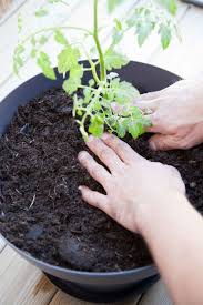 Les pieds doivent être bien développés et la tige doit supprimer les petits gourmands à la base. Planter Des Tomates Cerises En Pot Comment Faire Cote Maison