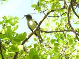 Bird Photos Birding Sites Bird Information Caribbean Elaenia Queen Elizabeth Ii Botanic Park Elizabeth Ii Botanic Park Bird Photography