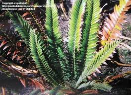 Image result for Encephalartos transvenosus