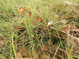 Image result for Eulophia coeloglossa