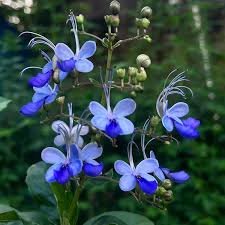 Image result for Rotheca myricoides