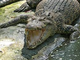 Для просмотра онлайн кликните на видео ⤵. Taman Buaya Miri Dan Zoo Mini Wikipedia Bahasa Melayu Ensiklopedia Bebas