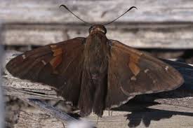 Image result for Vepris sansibarensis