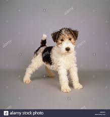 The current median price for all wire fox terriers sold is $0.00. Fox Terrier Puppy Stockfotos Und Bilder Kaufen Alamy