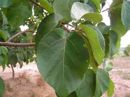 Image result for Ficus sycomorus