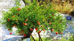 Granada province andalusia spain custard apple or green ripe cherymoia, passion fruit, pineapple, tamarillo exotic fruits. Ripe Pomegranate Fruit On Tree In Granada Cave Village Andalusia Stock Photo Picture And Royalty Free Image Image 110336580