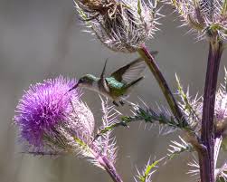 Vídeo em 4k e hd pronto para edição não linear imediata. Ruby Throated Hummingbirds Are Back In The Neighborhood