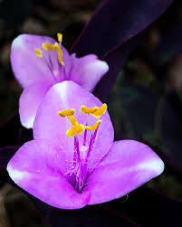 Image result for Tradescantia pallida