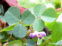 May 19, 2021 · cualquier solución puede llegar demasiado tarde para estanislao wawrzyniak, de 73 años, quien recibió diésel la semana pasada por primera vez en dos meses para su parcela de 60 hectáreas en turén, que está invadida por la maleza. Desmodium Triflorum Ecos Del Bosque