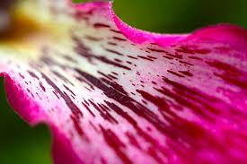 A revision of this genus, in 2003, treats this species as distinct but part of the aggregate species bombax aculeatum vell. Ceiba Speciosa Wikipedia