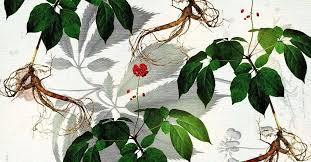 Image result for Ginseng