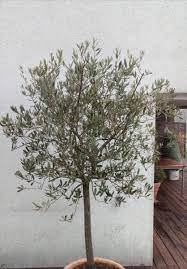 Der olivenbaum wächst in sehr wintermilden regionen sogar im for most, olive trees conjure up ideas of vast fields in the mediterranean, coupled with a blistering. Olivenbaum Schneiden Schritt Fur Schritt Schneide Anleitung