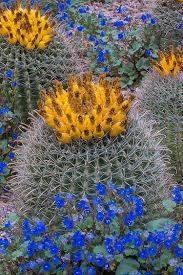 When it comes to cactus removal service in phoenix, we ensure that the team is equipped with the relevant tools. Deserts In Bloom 6 Spots For Springtime Wildflower Watching