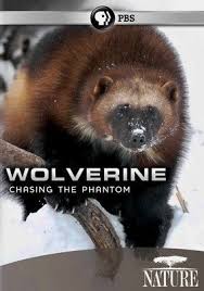 Nature Wolverine Chasing The Phantom Netflix Wolverine Animals Animals Wild