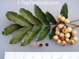 Image result for Deinbollia